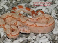Albino KPST Male #3 (1).JPG