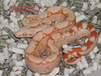 Albino KPST Male #3 (3).JPG