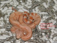 Albino KPST Female #2 (4).JPG