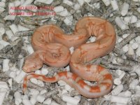 Albino KPST Female #2 (5).JPG