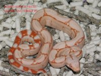 Albino KPST Female #5 (3).JPG