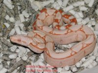 Albino KPST Female #5 (4).JPG