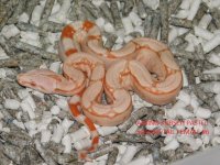Albino KPST Female #6 (4).JPG