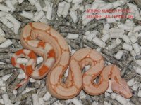 Albino KPST Female #6 (5).JPG