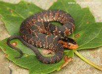 Florida Water Snake_7335.jpg