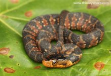 Florida Water Snake_7347.jpg