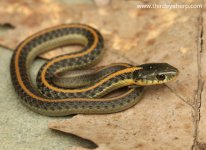 09 Santa Cruz Garter Snake_7351.jpg