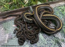 01 Santa Cruz Garter Snakes_3402.jpg