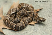 Russian Rat Snake F_7466.jpg