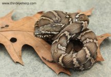 Russian Rat Snake F_7468.jpg
