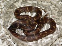 Mud King Male (2).JPG