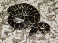 LA County CA King Male (5).JPG