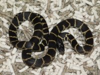 LA County CA King Male (8).JPG