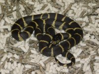 LA County CA King Female (4).JPG