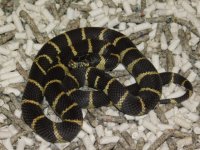 LA County CA King Female (5).JPG