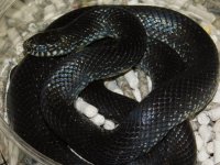 Male Eastern Black King (2).JPG