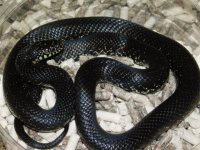 Female Eastern Black King (2).JPG