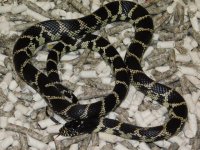 LA County CA. King Male (6).JPG
