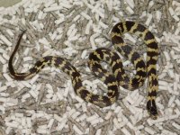 Orange County CA. King Female (1).JPG
