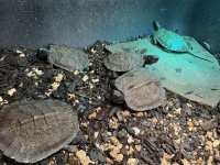 2025 N A Woods Turtles.jpg
