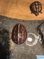 IMG_0522.jpeg