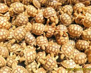 Wholesale sulcata hatchlings for sale.jpg