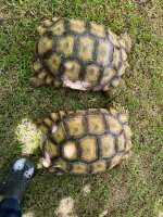 Sulcata Tortoises.jpeg