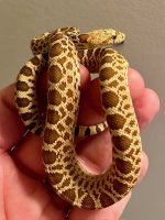 IMG_6031.jpeg