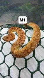 m1 sqaum.jpg