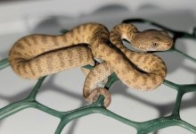 trimeresurus fasciatues.jpg