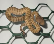 trimeresurus fasciatus 2.jpg