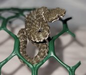 trimeresurus kanburi.jpg