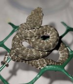 trimeresurus kanburi 2.jpg