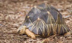 radiated-tortoise-eating-820x502.jpg
