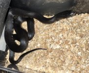 IMG_6568.jpeg