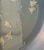 IMG_1587 (2).jpeg