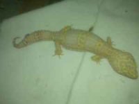 tremper2.jpg