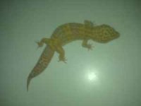 tremper1.jpg