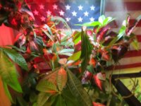 IMG_1944.jpg