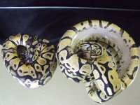 2011_06140008.JPG