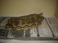 Several retics 001.jpg