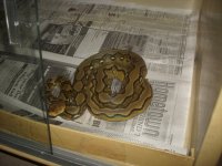 Several retics 004.jpg