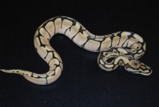 Phantom Spider Het Hypo Female 1 WEB.jpg