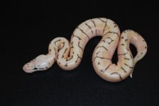 Spinnerblast Male #2.jpg