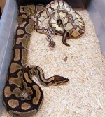 Enchi x lp.jpg