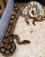 Enchi x lp 3.jpg