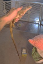 iguana 002.jpg