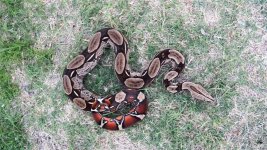 DSCN5668 (Medium).jpg
