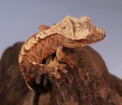 Fizbee 2.3 grams (4).jpg