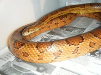 hypo corn.jpg